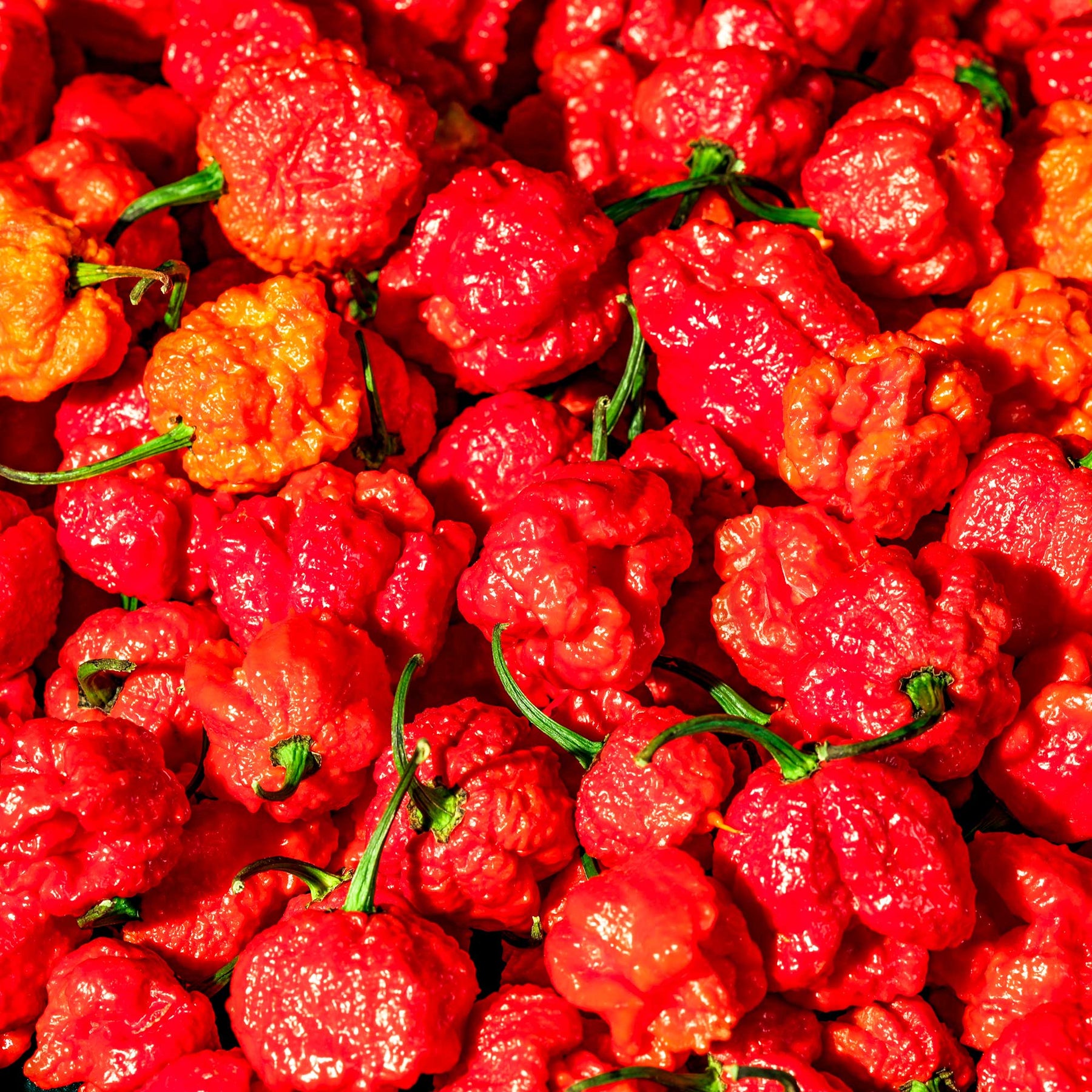 Sowing Reapers